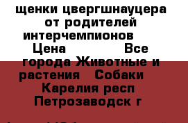 щенки цвергшнауцера от родителей интерчемпионов,   › Цена ­ 35 000 - Все города Животные и растения » Собаки   . Карелия респ.,Петрозаводск г.